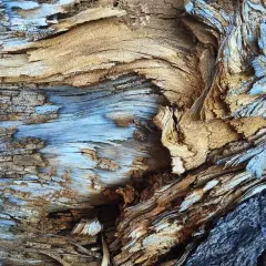 Textura fotografía de madera desgastada por el tiempo, con vetas azules y marrones que crean un patrón orgánico y rugoso.