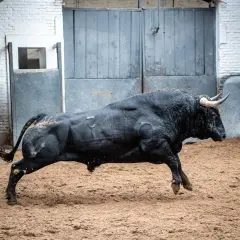 Un toro negro corre en la arena. Toros fotos espectaculares capturan la fuerza y la agilidad de este animal.