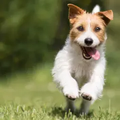 Un Jack Russell Terrier corre feliz por el césped, con la lengua fuera. La acción parece congelar fotografía de su alegría.
