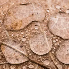 Foto macro de gotas de agua sobre una hoja seca, revelando la intrincada textura y venas de la hoja.