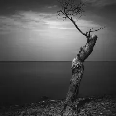 Un árbol solitario y retorcido en una playa de guijarros, con el mar y el cielo nublado al fondo. Una **fotografía fine art** que evoca soledad y resistencia.