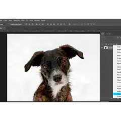 Perro con pelaje oscuro y ojos intensos en un paisaje nevado, con el menú de Photoshop abierto mostrando "Mapa de degradado" para un efecto duotono.
