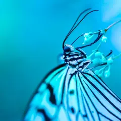 Mariposa blanca y negra en una flor, capturada en una impresionante fotografía macro.