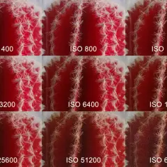 Nueve imágenes de un cactus rojo, mostrando cómo el ruido aumenta con cada incremento de ISO, ilustrando qué es el ISO en fotografía.