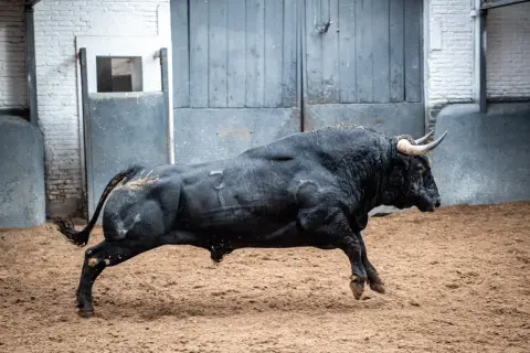Un toro negro corre en la arena. Toros fotos espectaculares capturan la fuerza y la agilidad de este animal.