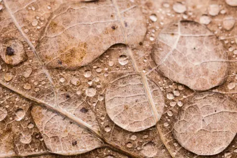 Foto macro de gotas de agua sobre una hoja seca, revelando la intrincada textura y venas de la hoja.