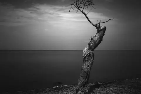 Un árbol solitario y retorcido en una playa de guijarros, con el mar y el cielo nublado al fondo. Una **fotografía fine art** que evoca soledad y resistencia.