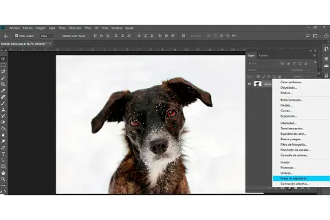 Perro con pelaje oscuro y ojos intensos en un paisaje nevado, con el menú de Photoshop abierto mostrando "Mapa de degradado" para un efecto duotono.