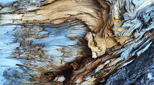 Textura fotografía de madera desgastada por el tiempo, con vetas azules y marrones que crean un patrón orgánico y rugoso.