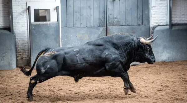 Un toro negro corre en la arena. Toros fotos espectaculares capturan la fuerza y la agilidad de este animal.
