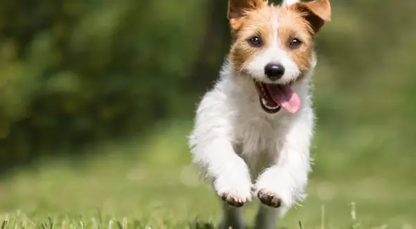 Un Jack Russell Terrier corre feliz por el césped, con la lengua fuera. La acción parece congelar fotografía de su alegría.