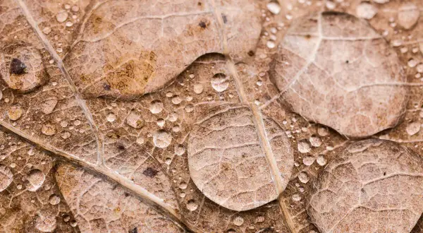 Foto macro de gotas de agua sobre una hoja seca, revelando la intrincada textura y venas de la hoja.