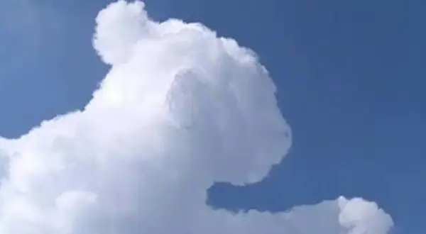 Una nube con forma de oso, un ejemplo de pareidolia en las nubes, flota en un cielo azul claro.
