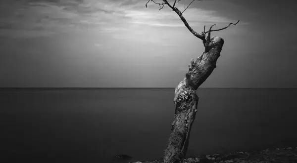 Un árbol solitario y retorcido en una playa de guijarros, con el mar y el cielo nublado al fondo. Una **fotografía fine art** que evoca soledad y resistencia.