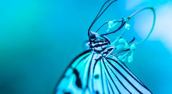 Mariposa blanca y negra en una flor, capturada en una impresionante fotografía macro.