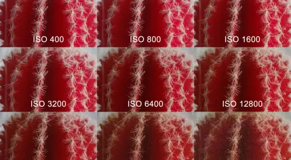 Nueve imágenes de un cactus rojo, mostrando cómo el ruido aumenta con cada incremento de ISO, ilustrando qué es el ISO en fotografía.