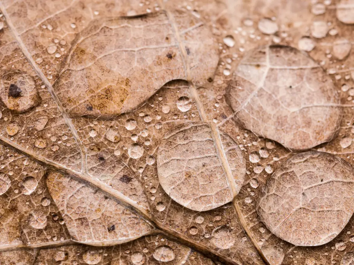 Foto macro de gotas de agua sobre una hoja seca, revelando la intrincada textura y venas de la hoja.