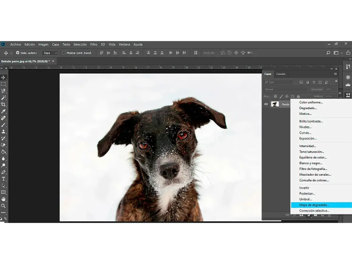 Perro con pelaje oscuro y ojos intensos en un paisaje nevado, con el menú de Photoshop abierto mostrando "Mapa de degradado" para un efecto duotono.