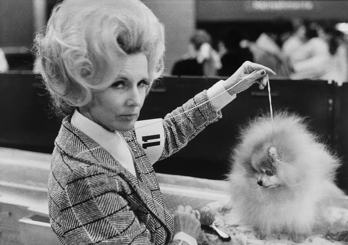 Una mujer con un peinado voluminoso y un abrigo de tweed sostiene la correa de un Pomerania esponjoso en una exhibición canina, capturado en una de las icónicas elliott erwitt fotos.