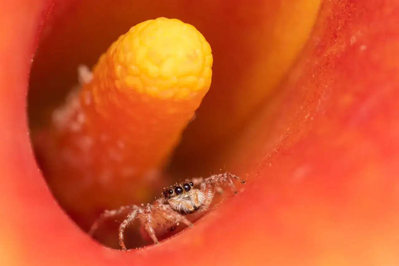 Una araña saltarina se asoma curiosa desde el interior de una flor naranja. Esta foto macro revela detalles asombrosos.