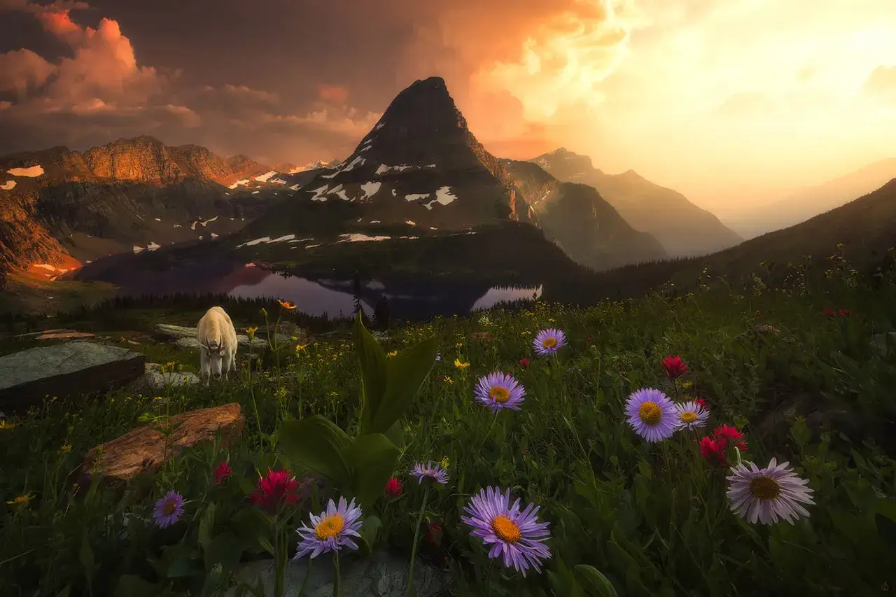Un rebaño de cabras montesas pasta en un prado alpino con flores vibrantes, bajo un cielo dramático y montañoso, realzado con técnicas de hdr photoshop.