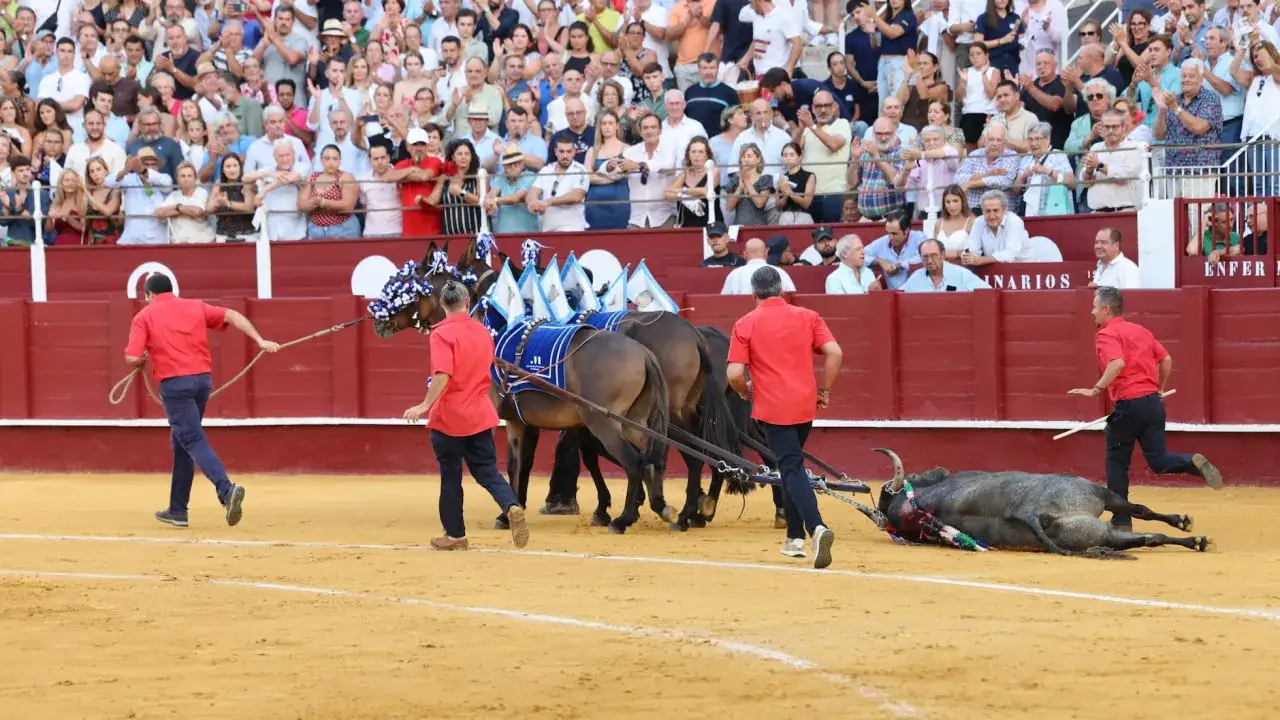 Toros fotos espectaculares: un toro y caballos adornados son arrastrados por hombres con camisas rojas en una plaza de toros ante una multitud.