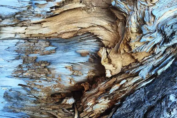 Textura fotografía de madera desgastada por el tiempo, con vetas azules y marrones que crean un patrón orgánico y rugoso.