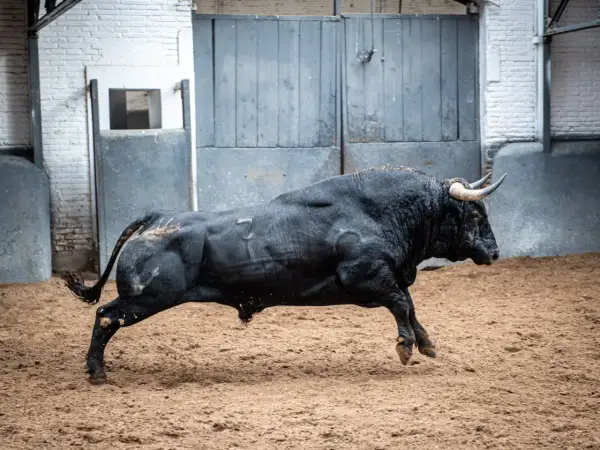 Un toro negro corre en la arena. Toros fotos espectaculares capturan la fuerza y la agilidad de este animal.