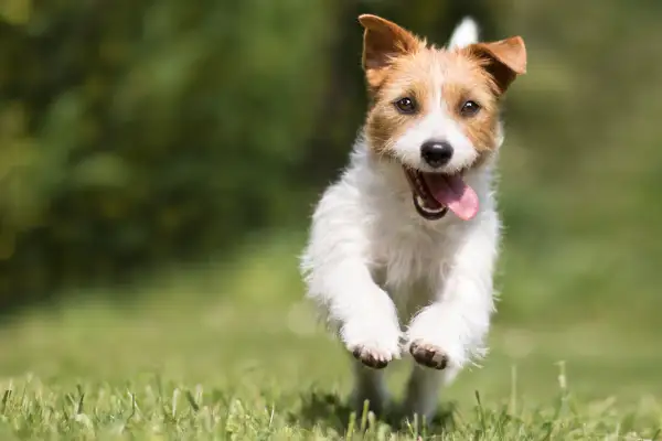 Un Jack Russell Terrier corre feliz por el césped, con la lengua fuera. La acción parece congelar fotografía de su alegría.