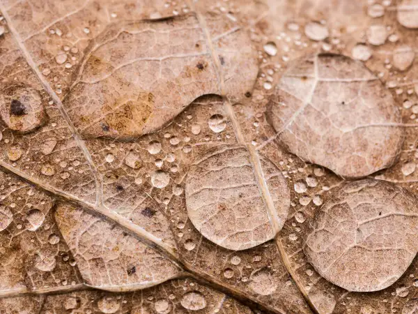 Foto macro de gotas de agua sobre una hoja seca, revelando la intrincada textura y venas de la hoja.