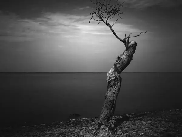 Un árbol solitario y retorcido en una playa de guijarros, con el mar y el cielo nublado al fondo. Una **fotografía fine art** que evoca soledad y resistencia.