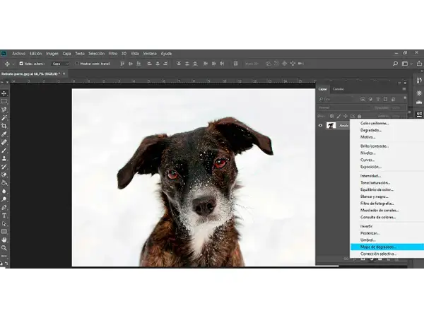 Perro con pelaje oscuro y ojos intensos en un paisaje nevado, con el menú de Photoshop abierto mostrando "Mapa de degradado" para un efecto duotono.